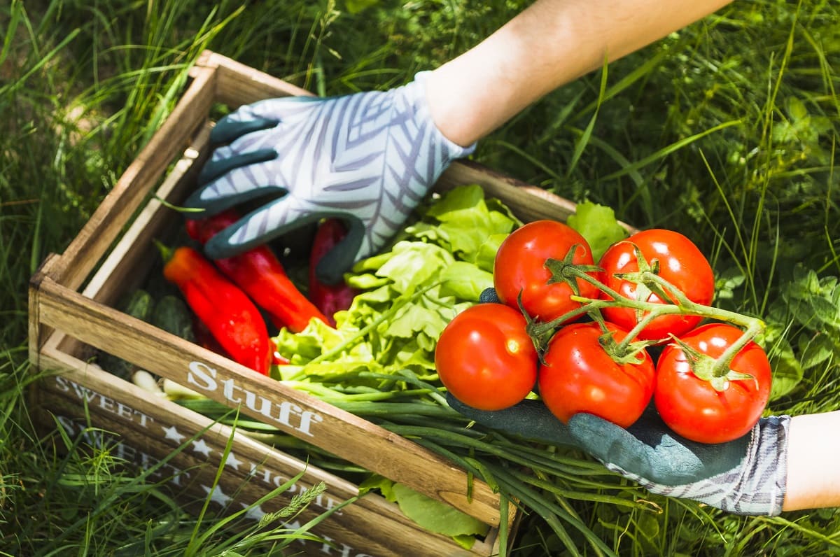 Científicos crean la Dieta Planetaria: ¿en qué consiste?